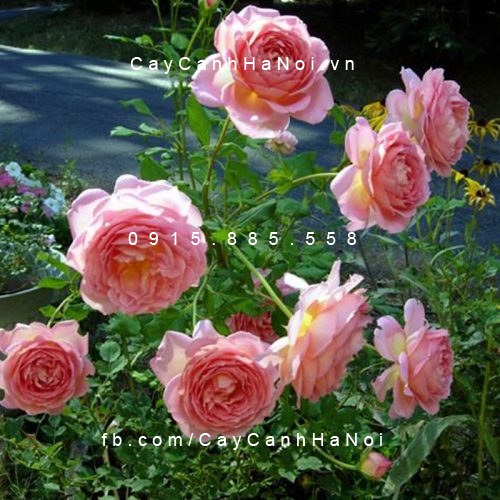 Hình ảnh hoa hồng Jubilee Celebration Tree Rose