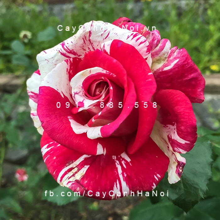 Hoa hồng leo chưa bao giờ thiếu trong chuyện tình các đôi hoa-hong-leo-Best-Impression-rose