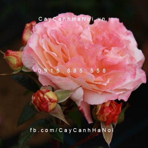 Hình ảnh hoa hồng Augusta Luise Tree Rose