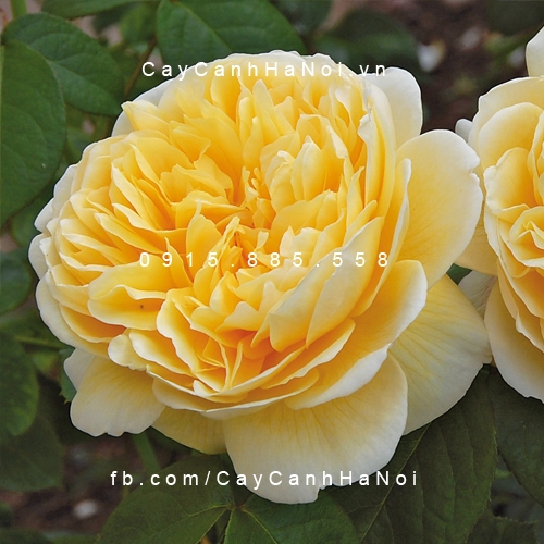 Hình ảnh hoa hồng leo Charlotte