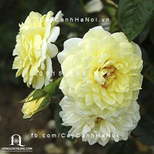 Hình ảnh hoa hồng leo Summertime