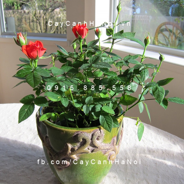 Cây tặng tình yêu sẽ giúp tình yêu của bạn thêm đầy cảm xúc hoa-hong-lua