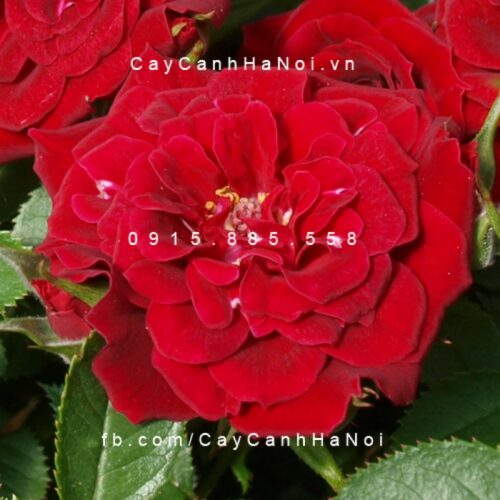 Hình ảnh hoa hồng Red Minijet Tree Rose