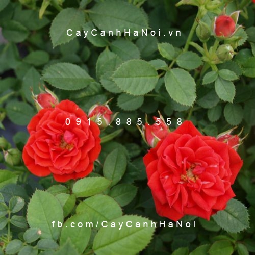 Hình ảnh hoa hồng Red Minijet Tree Rose