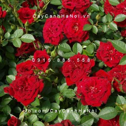 Hình ảnh hoa hồng Red Minijet Tree Rose