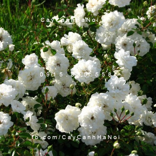 Hình ảnh hoa hồng Sea Foam Tree Rose