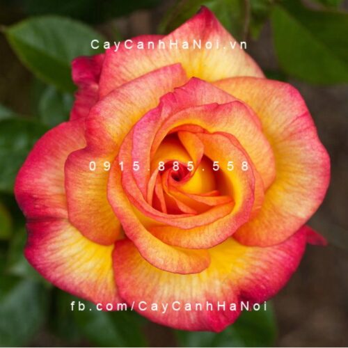 Hình ảnh hoa hồng Sheila"s Prerfume Tree Rose