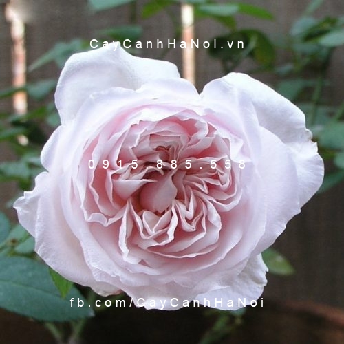 Hình ảnh hoa hồng Souvenir de Malmaison Tree Rose