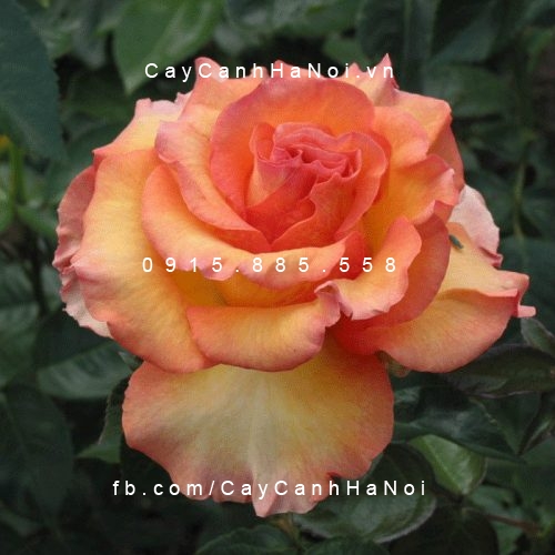 Hình ảnh hoa hồng Sunstruck Tree Rose