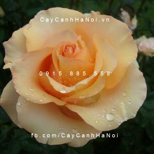 Hình ảnh hoa hồng Sunstruck Tree Rose
