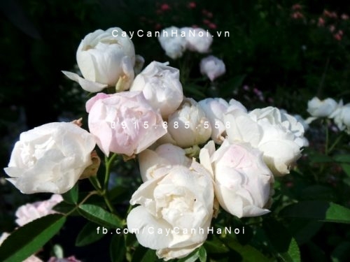 Hình ảnh hoa hồng White Margo Koster Tree Rose