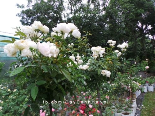 Hình ảnh hoa hồng White Margo Koster Tree Rose