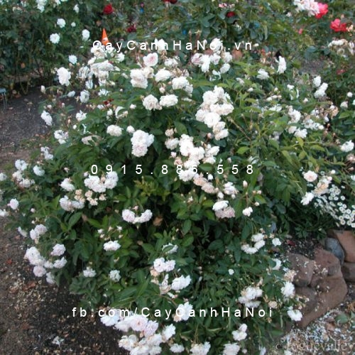 Hình ảnh hoa hồng White Margo Koster Tree Rose