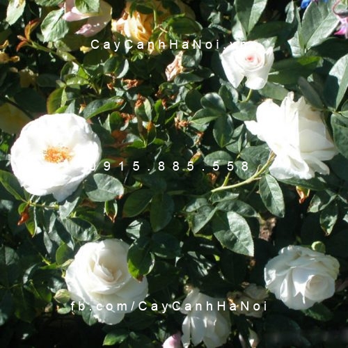 Hình ảnh hoa hồng White Margo Koster Tree Rose