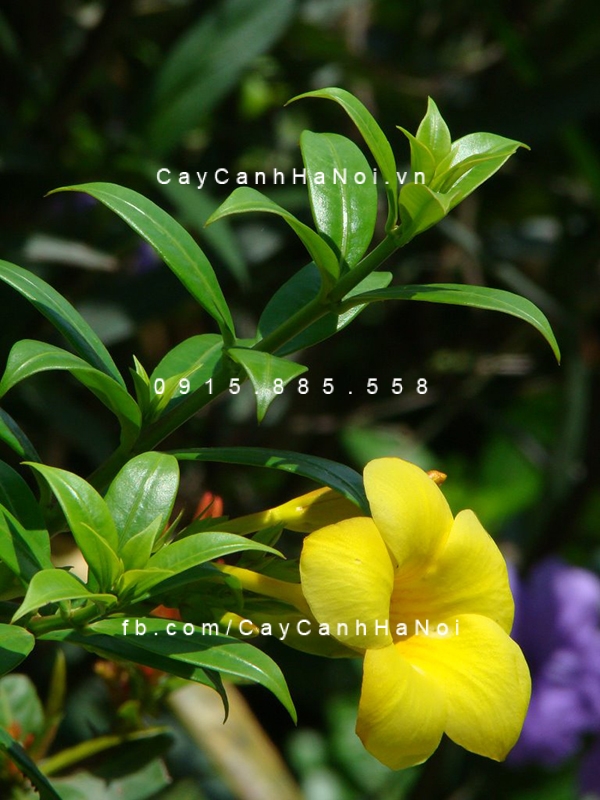 Hoa Huỳnh anh manhg lại điều tốt lành trong cuộc sống và công việc. hoa-huynh-anh-1