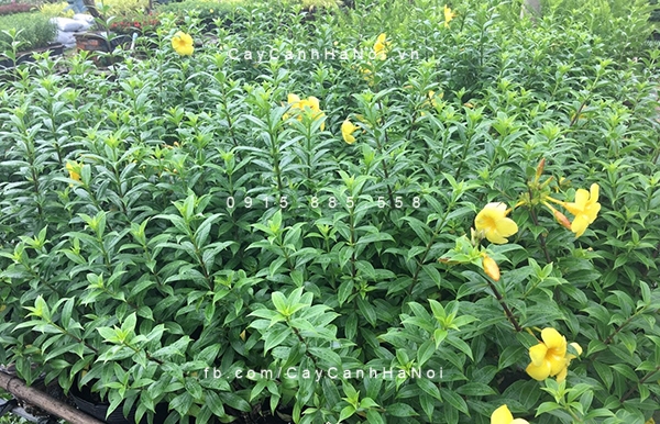 Hoa huỳnh anh có 2 loại hoa-huynh-anh-2
