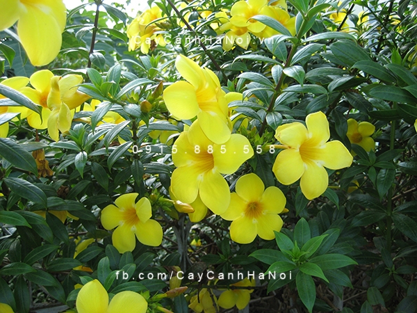 Hoa Huỳnh Anh hoa-huynh-anh
