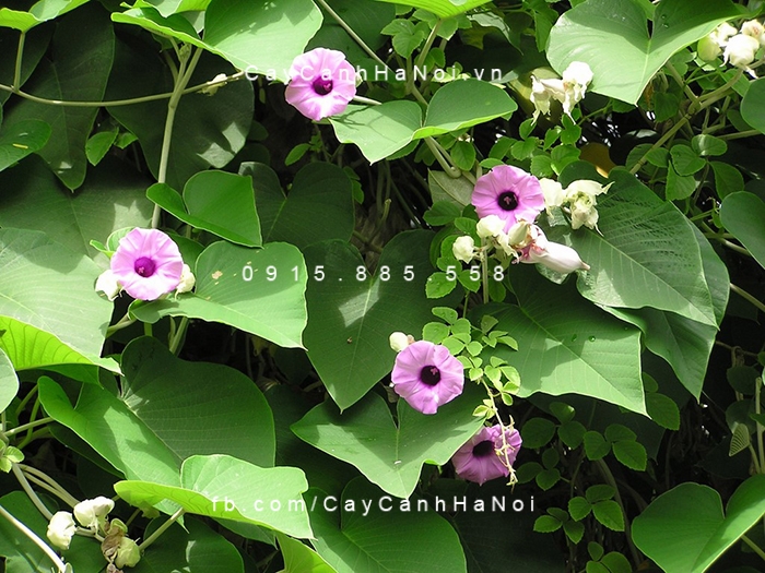 Hoa cát đằng lá to Hoa cát đằng lá to
