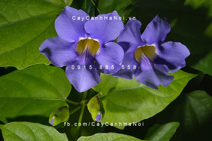 Cây hoa leo cát đằng ngoài làm cảnh còn làm thuốc hoa-leo-cat-dang-4