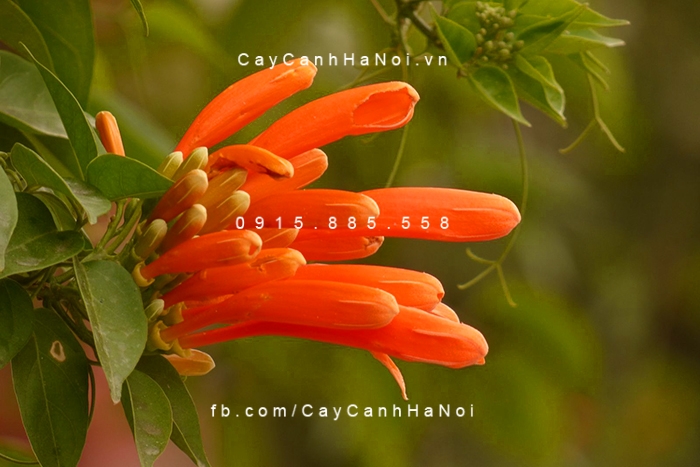 Hoa leo chùm ớt, dây rạng đông cần nhiều nước hoa-leo-chum-ot-day-rang-dong-6