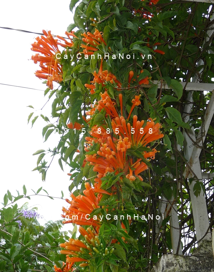 Cây hoa leo chùm ớt, dây rạng đông hoa-leo-chum-ot-day-rang-dong