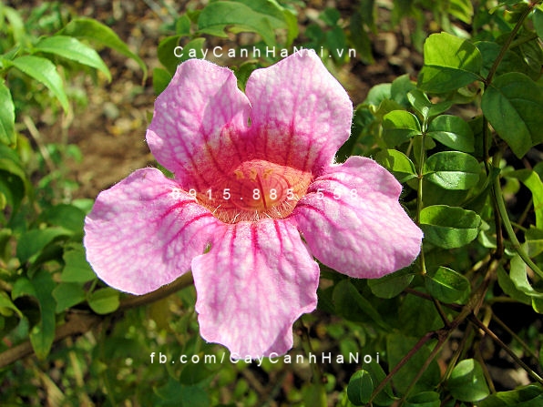 hoa leo Hồng thiên lý hoa leo Hồng thiên lý