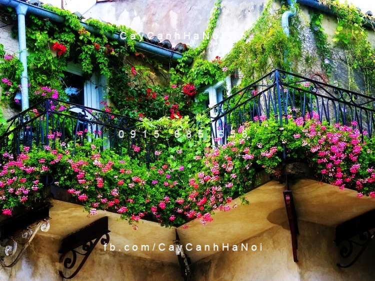 Hoa leo hồng thiên lý Hoa leo hồng thiên lý