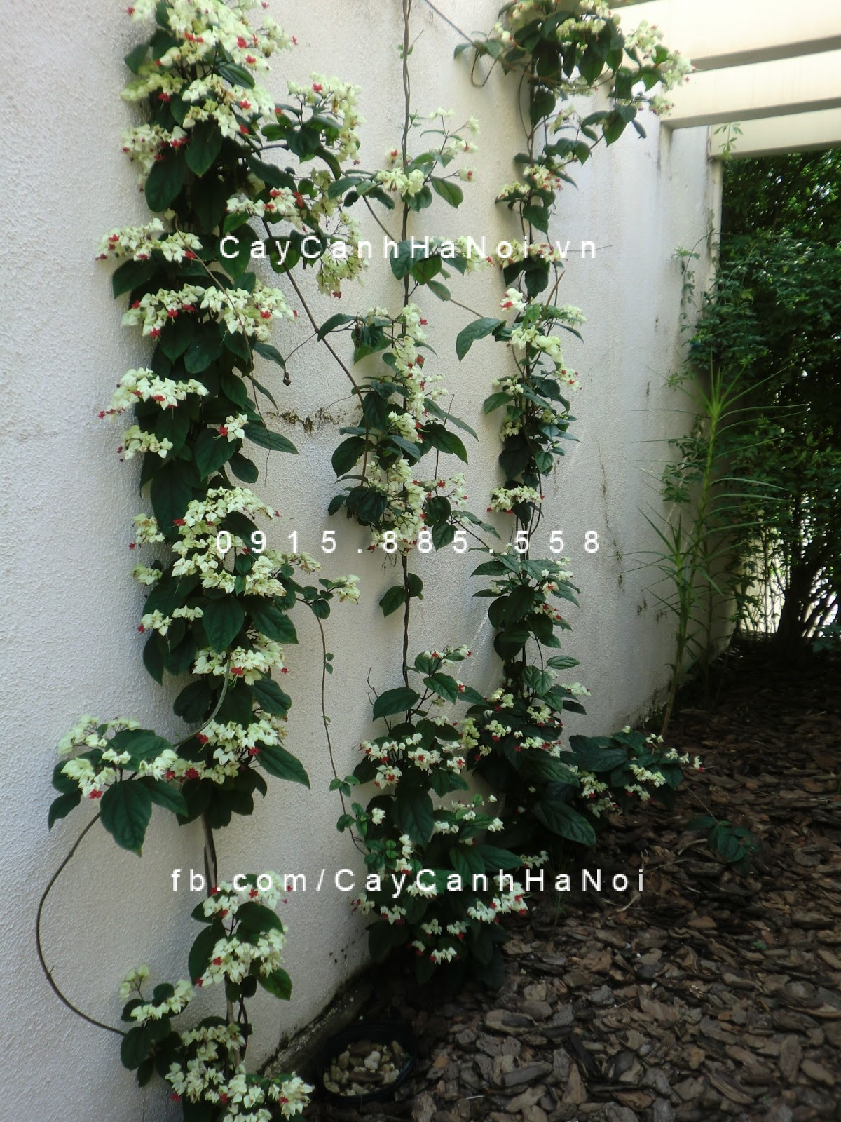 hoa leo ngọc trinh, ngọc nữ hoa leo ngọc trinh, ngọc nữ