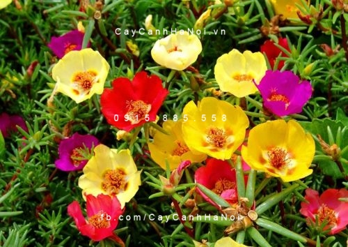 Muoi-gio-sam-my mười giờ sam mỹ