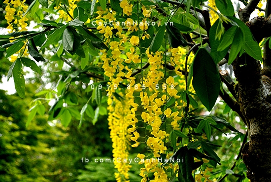Cây muồng hoàng yến rất tốt trong y học hoa-muong-hoang-yen