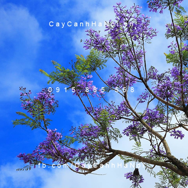 Cây hoa phượng tím chủ yếu được trồng ở đà lạt hoa-phuong-tim3