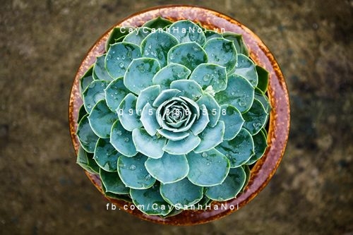 Hoa cảnh ngày lễ tình yêu Hoa cảnh ngày lễ tình yêu