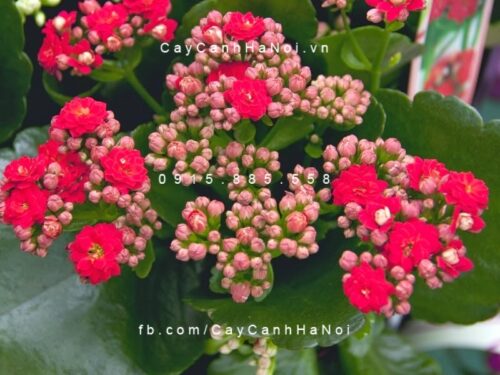 hoa sống đời 2