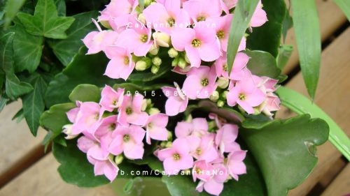 Hoa sống đời hoa sống đời 3