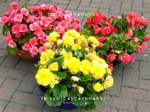 Hoa thu hải đường hoa thu hải đường 2