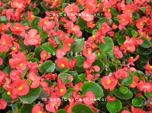Hoa thu hải đường hoa thu hải đường