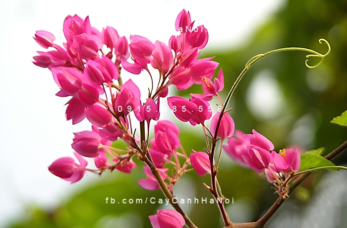 Hoa ti gôn sắc hồng quyến rũ hoa-tigon-2