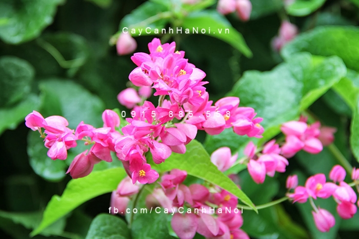 Hoa ti gôn mọc thành chùm đẹp mắt hoa-tigon-4