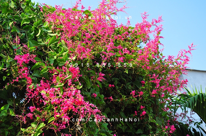 Hoa ti gôn tượng trưng cho tình yêu đẹp hoa-tigon