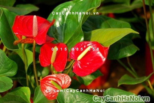 hoa đại hồng môn