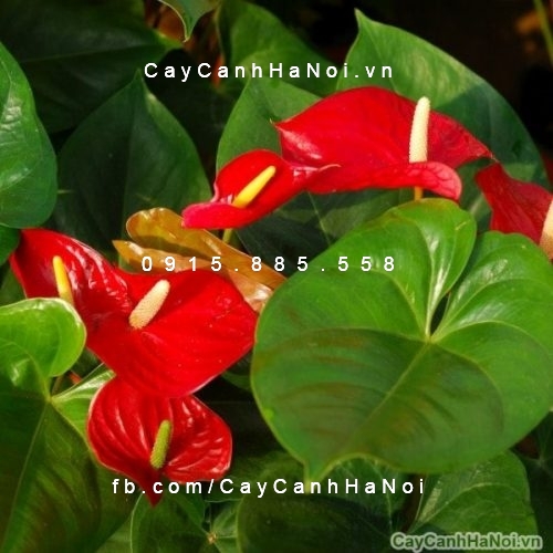 hoa đại hồng môn 2