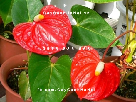 hoa đại hồng môn 3