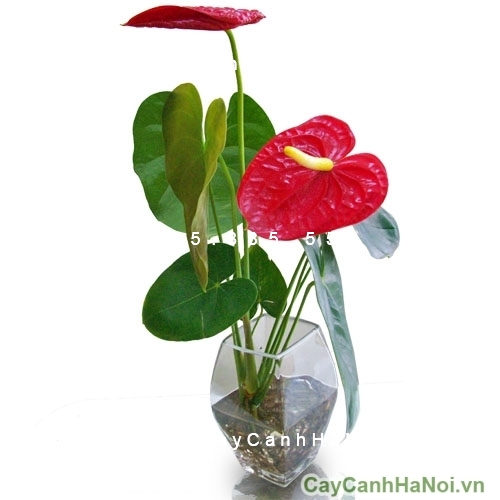 hoa đại hồng môn 4