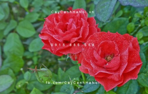 cay-hoa-hong-nhung-do Cây hoa hồng nhung đỏ