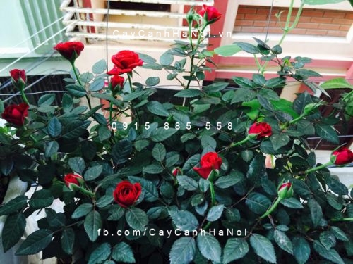 hong-nhung-do Hồng nhung đỏ được trang trí ở ban công