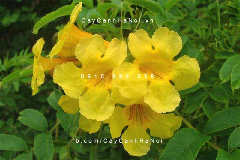 huỳnh liên hoa vàng (hoàng yến) huỳnh liên hoa vàng (hoàng yến)