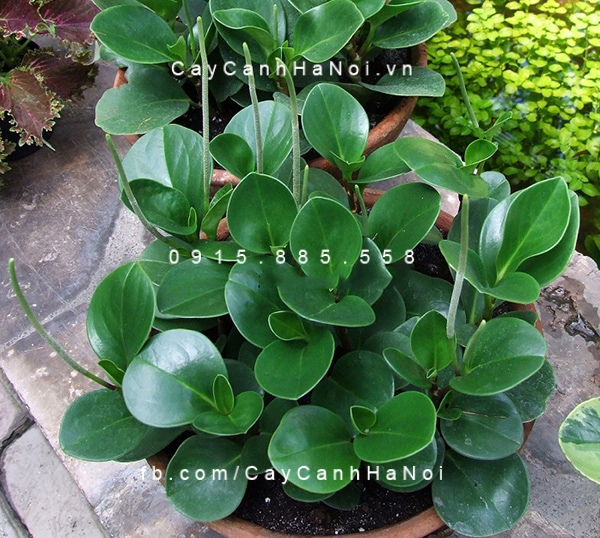 Cây Trường sinh để bàn Cây Trường sinh để bàn