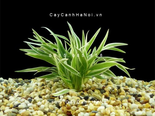 Cây lan chi lá ngắn 