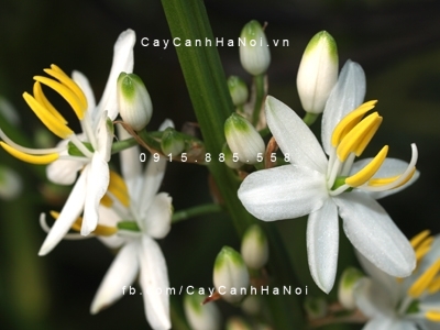 Cây lan chi lá ngắn 