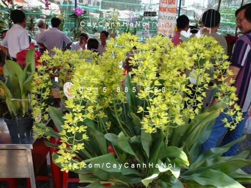Lan hoàng hậu lan hoàng hậu